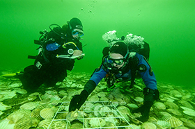 Glenmorangie Distillery recreates extinct Native Oyster reefs in the Dornoch Firth, an environmental first
